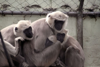 Close-up of monkey in cage at zoo