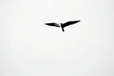 Low angle view of seagull flying against clear sky