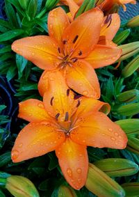 Close-up of wet orange flower