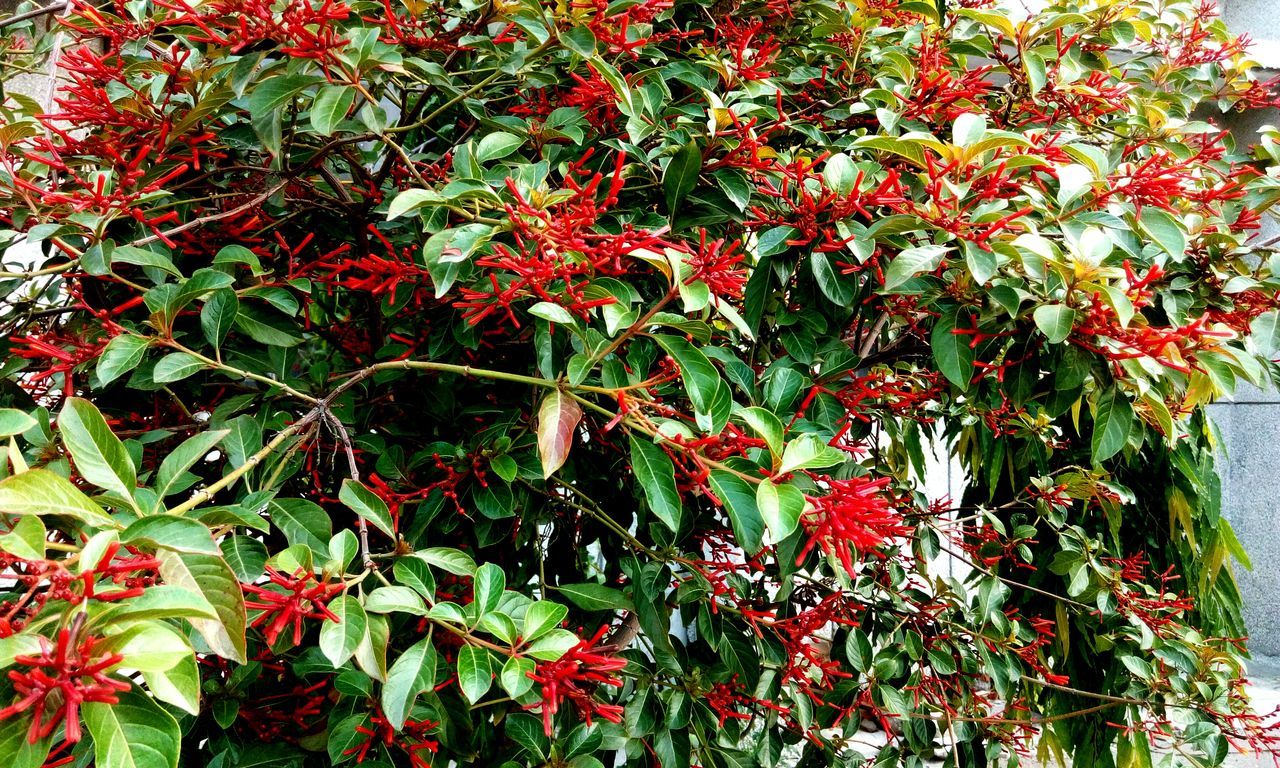 CLOSE-UP OF CHERRIES GROWING ON TREE