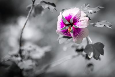 Close-up of pink flower