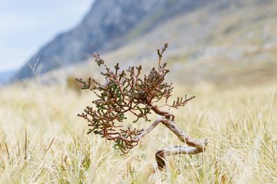 Close-up of flowering plant on field