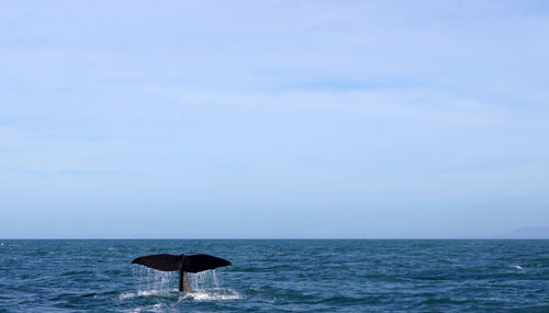 Scenic view of wale tail splashing out of the sea against sky