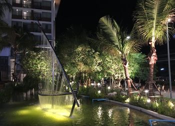 Palm trees by swimming pool at night