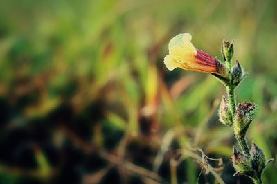 Close-up of flowering plant on land