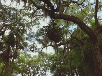 Low angle view of trees in forest