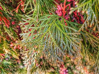 Close-up of pine tree