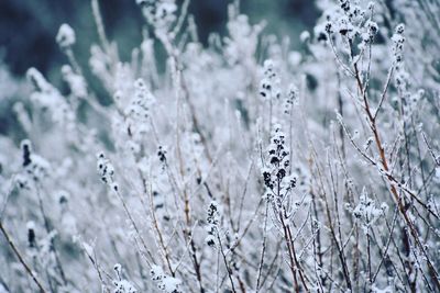 Close-up of frozen plants on field