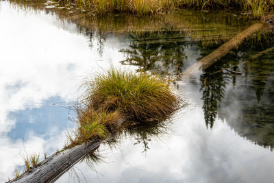 Reflection of trees in lake against sky