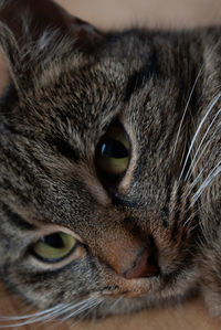 Close-up portrait of a cat