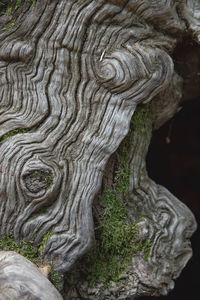 Close-up of tree trunk