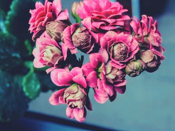 Close-up of flowers