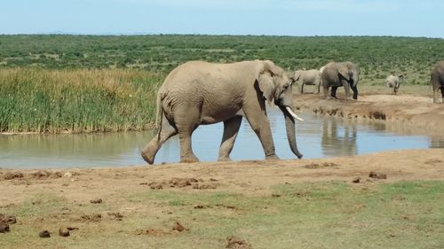 Elephant in a lake