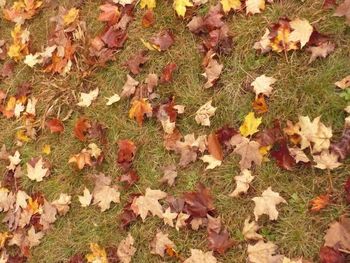 Fallen leaves on field