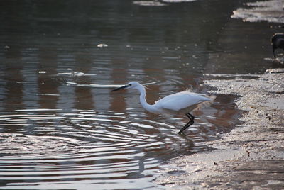 View of birds in lake