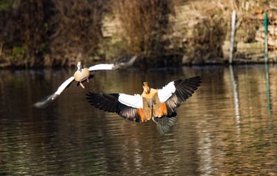 Bird flying over lake