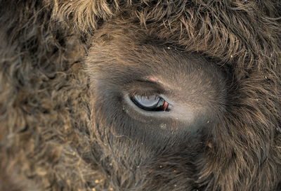 Close-up of an animal eye