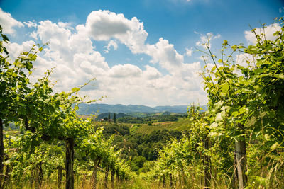 View of vineyard against cloudy sky