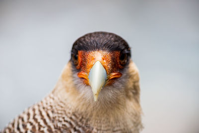 Close-up of bird