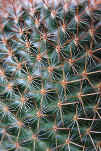 Full frame shot of cactus plant