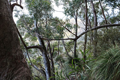 Low angle view of trees in forest