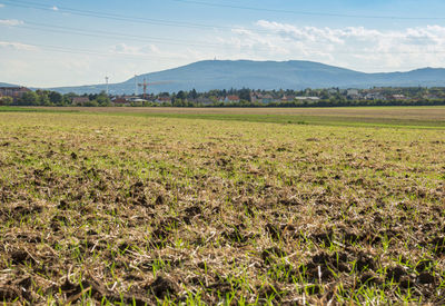 Scenic view of field against sky