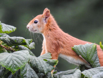 Close-up of squirrel on plant