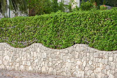 Plants growing on stone wall