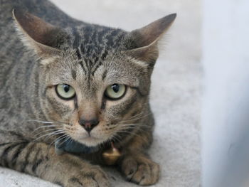 Close-up portrait of a cat