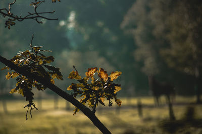 Close-up of cherry blossom tree