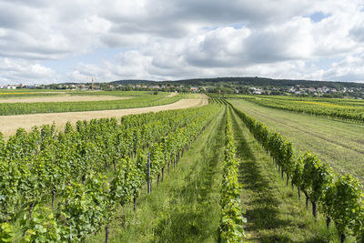 Scenic view of agricultural field against sky