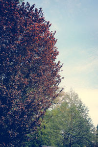 Low angle view of tree against sky