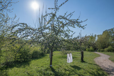 Scenic view of grassy field against sky