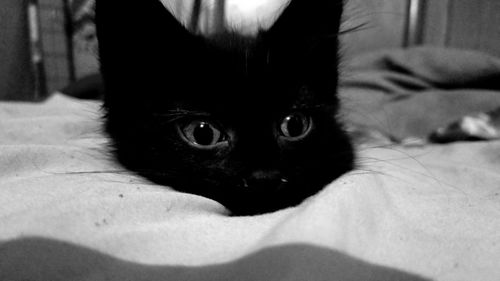 Close-up portrait of kitten on bed