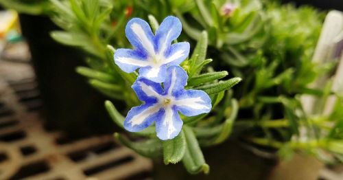 Close-up of purple flowering plant