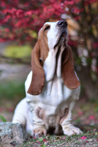 Close-up of dog on field