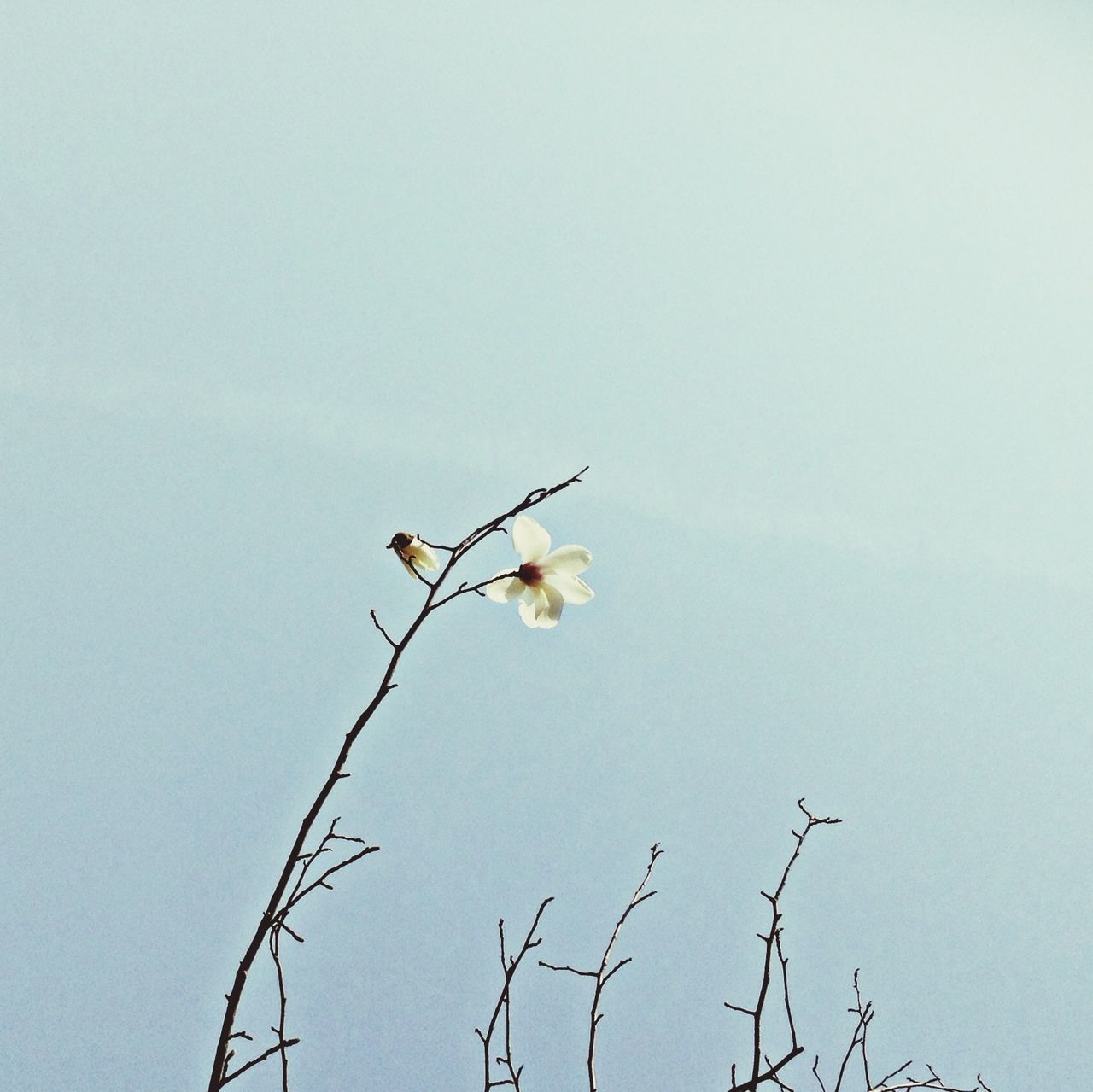 clear sky, low angle view, flower, copy space, branch, stem, nature, twig, fragility, growth, animal themes, beauty in nature, freshness, day, blue, no people, plant, outdoors, sky, bird