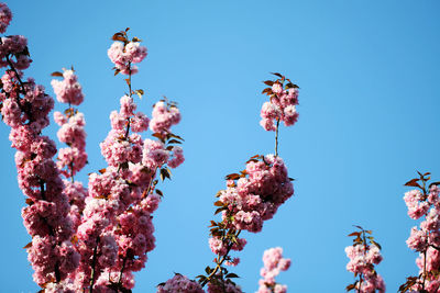 Low angle view of pink flowers against sky