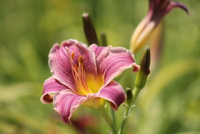 Close-up of day lily blooming outdoors