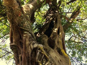 Low angle view of a tree