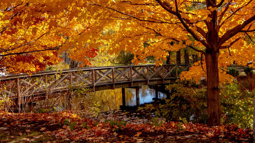 View of bridge in forest during autumn