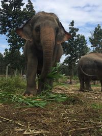 View of elephant on field