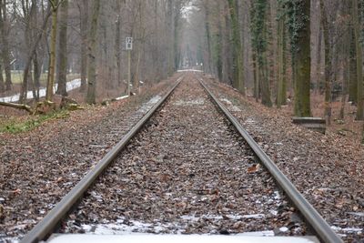 Railroad track amidst trees in forest during autumn