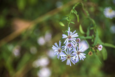 Close-up of wildflowers