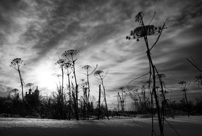 Silhouette of trees against cloudy sky