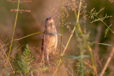 Close-up of bird perching on plant