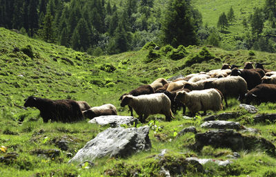 Sheep in a forest