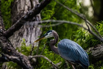 High angle view of gray heron perching on branch