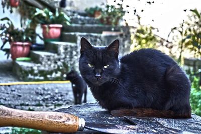 Portrait of black cat sitting outdoors