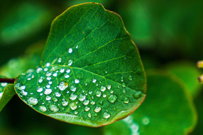 Close-up of raindrops on leaves